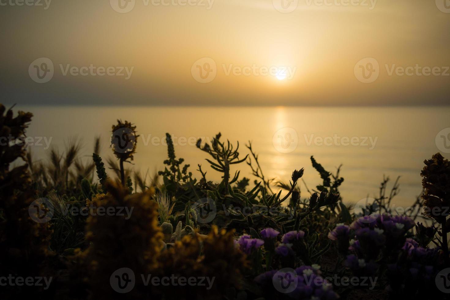 lugn gyllene solnedgång över havet med de vilda blommorna foto