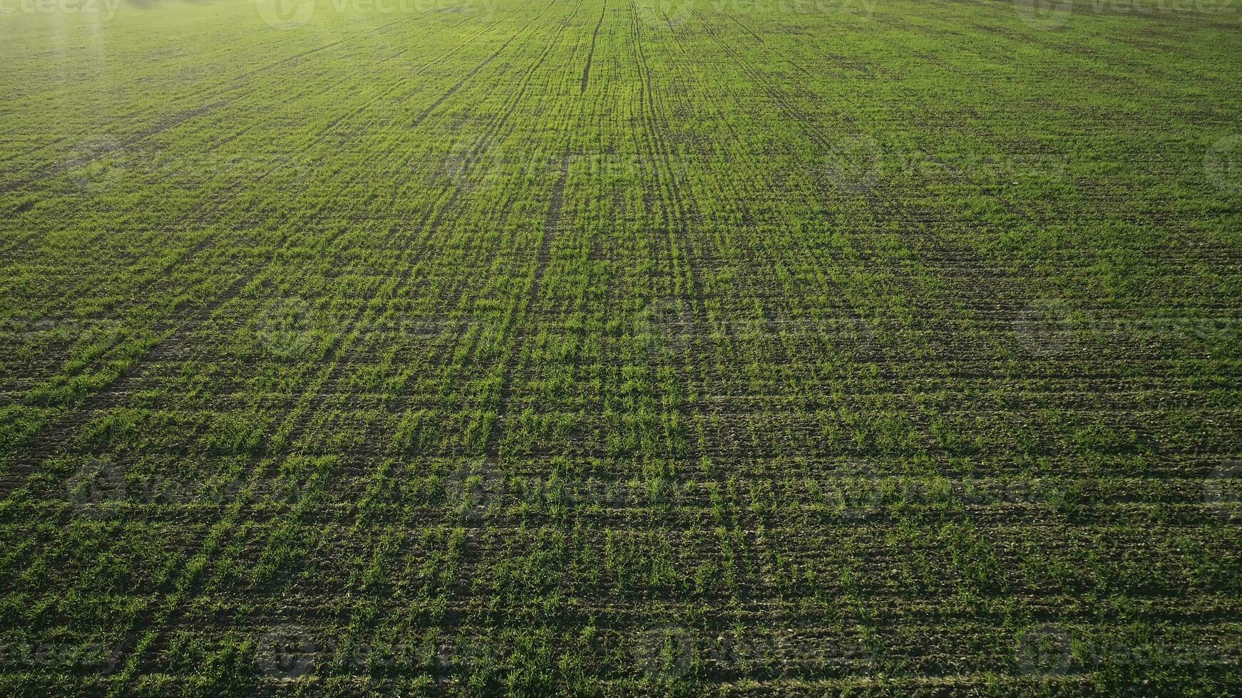 topp se av grön Land fält med rad rader, lantbruk begrepp. skott. antenn se av skön grön jordbruksmark och en väg med träd och bergen på ljus himmel bakgrund. foto