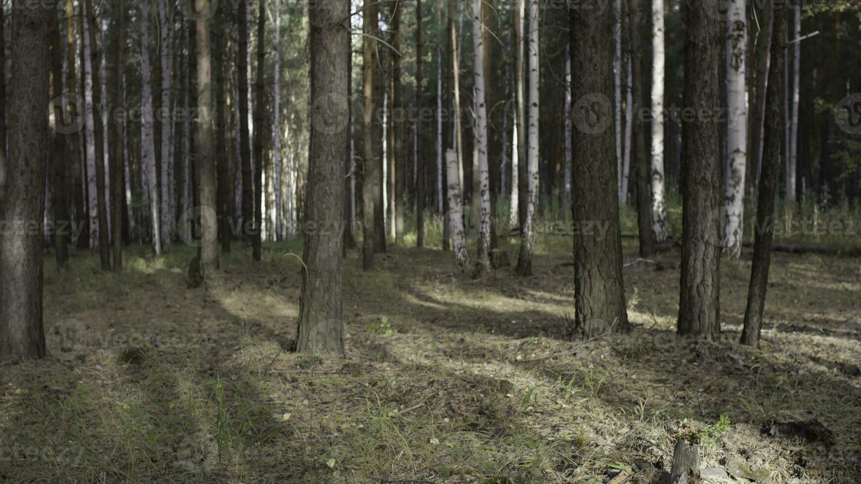 skog träd. natur grön trä. natur parkera träd. höst i de skog foto