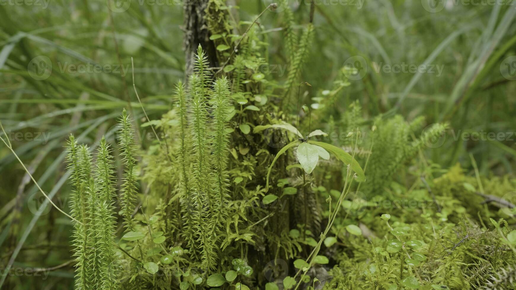 vår uppvaknande av blommor och vegetation i de skog. skog vegetation. natur av de skog, grön gräs, vegetation foto