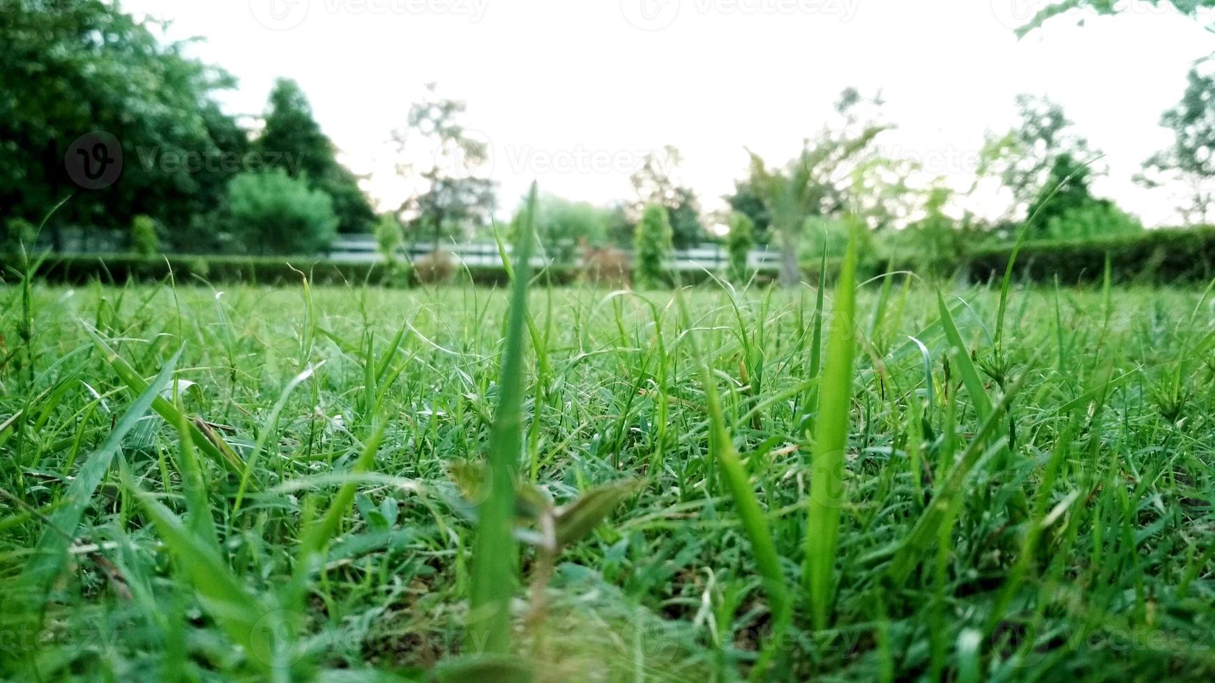 närbild på gräs i parken foto