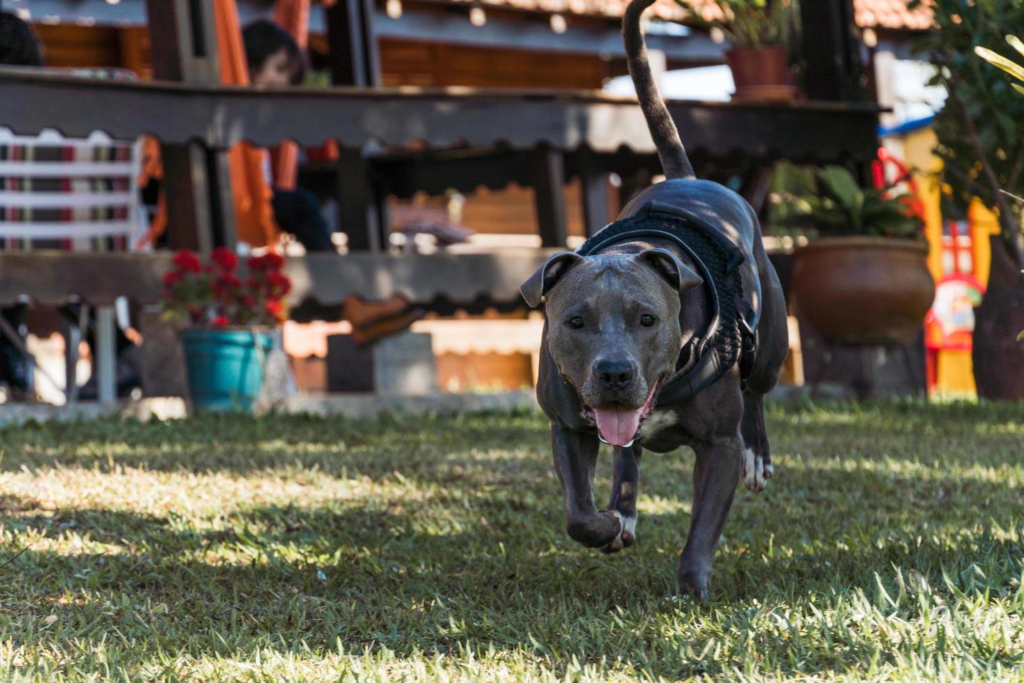 pit bull hund som leker i ett öppet fält vid solnedgången foto