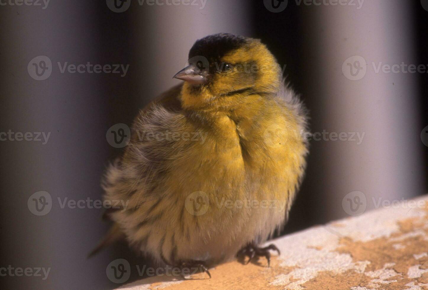 en gul fågel Sammanträde på en avsats foto