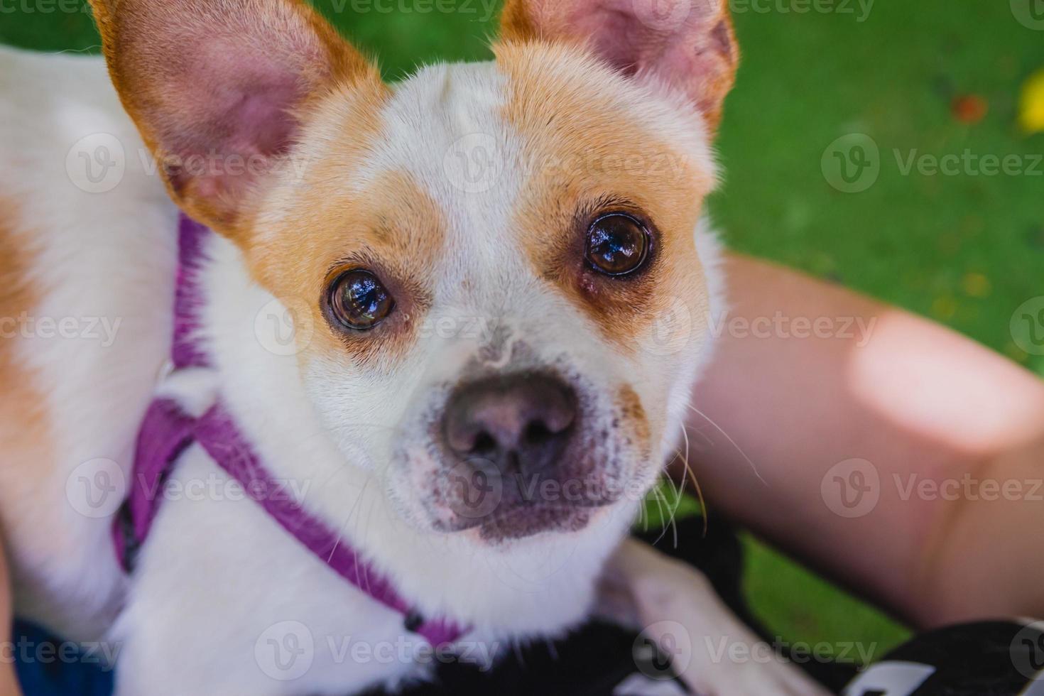 bedårande jack russell terrier hund i parken tittar på kameran foto