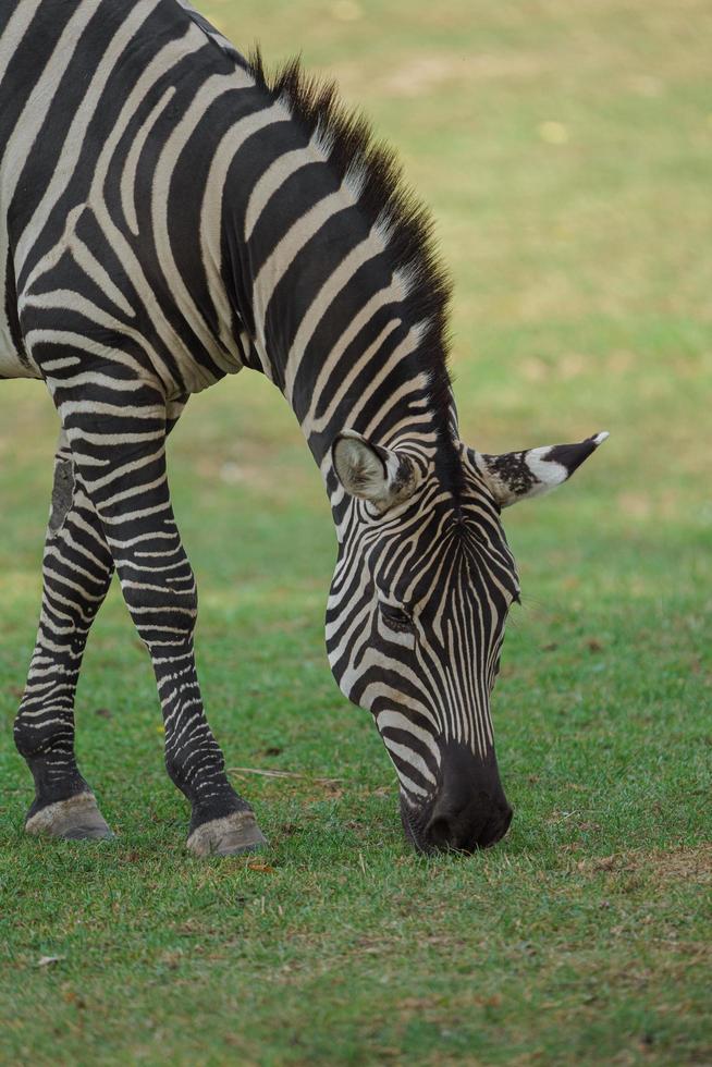 slätter zebra som äter gräs foto