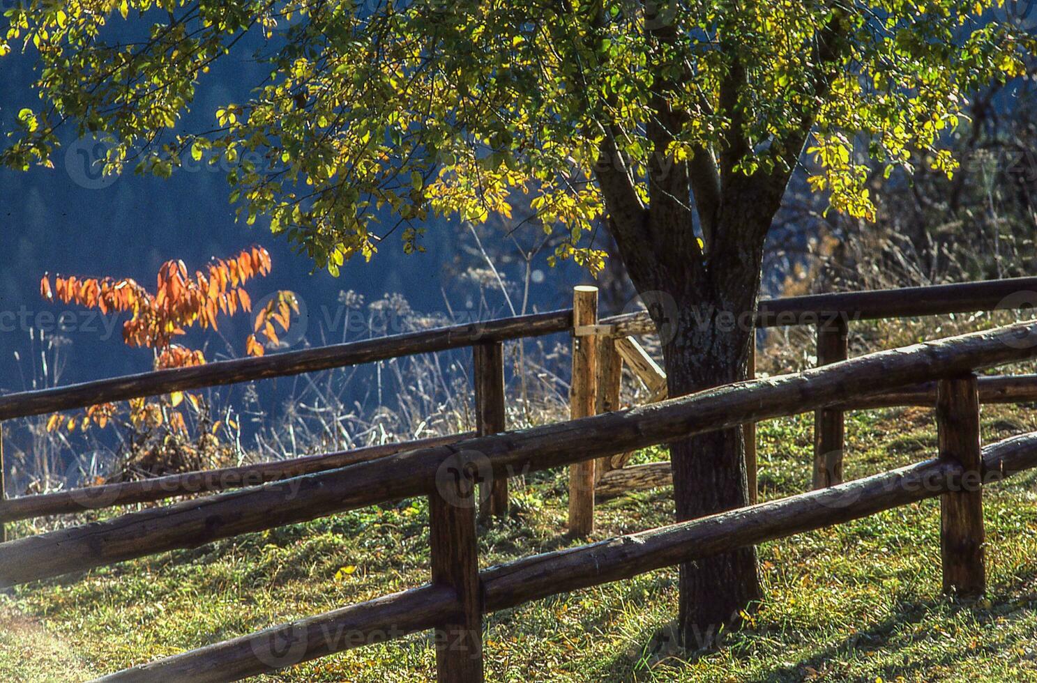 en staket med en träd i de bakgrund foto