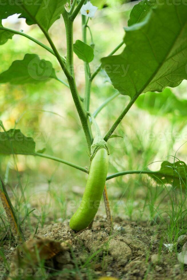 ett äggplanta träd den där är lager frukt foto