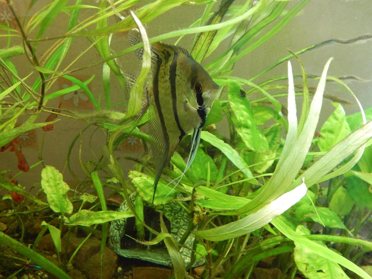 akvariefisk iktyologi alger foto