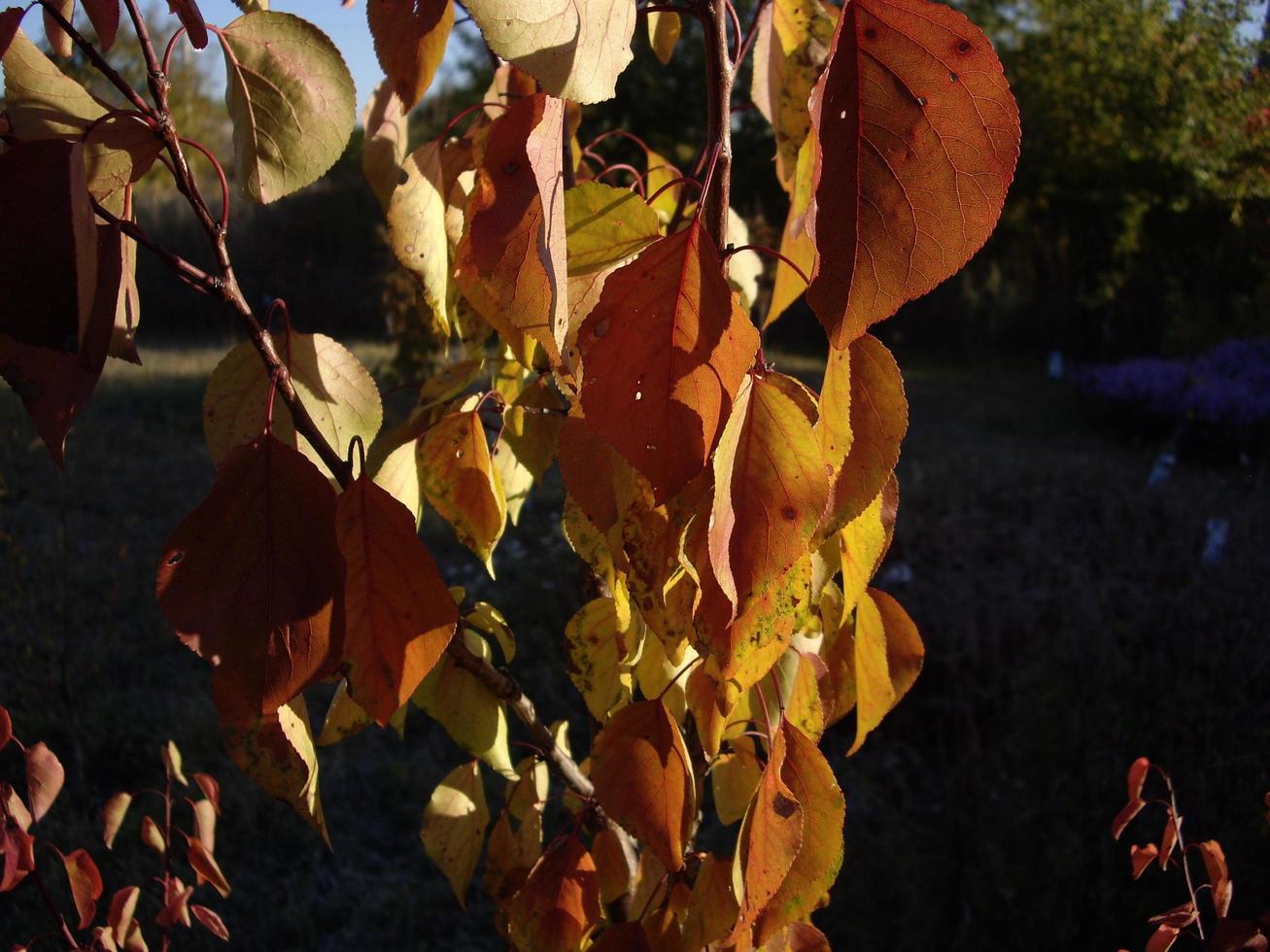 höstblommor i solen i trädgården foto