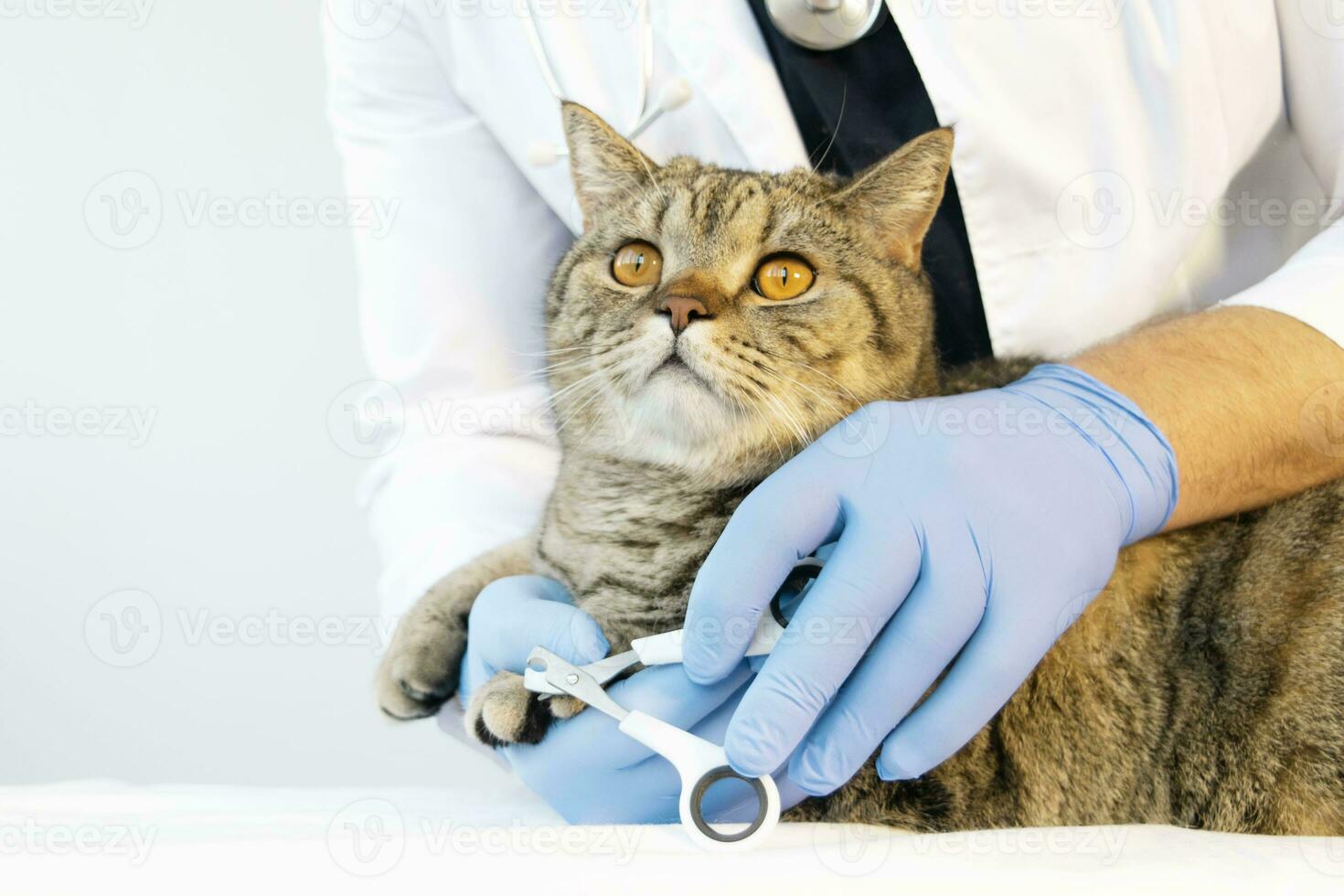 porträtt av en skön skott tabby katt. veterinär medicin. foto