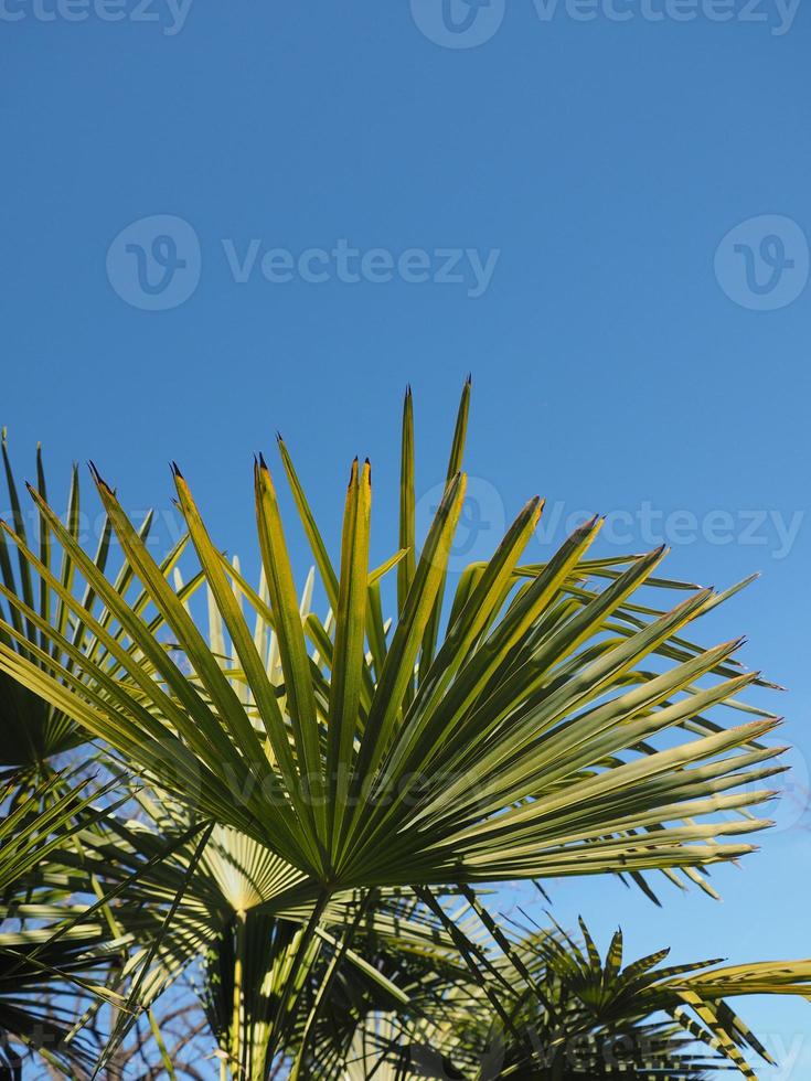 palmträd lämnar bakgrund med kopia utrymme foto