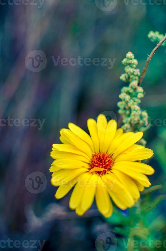 gula calendula blommor blommar, guldfärg blommor i trädgården foto