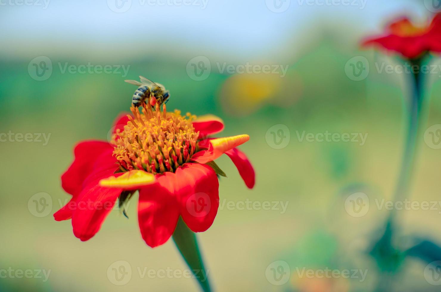 humble-bee sitter på en röd dahlia blomma foto