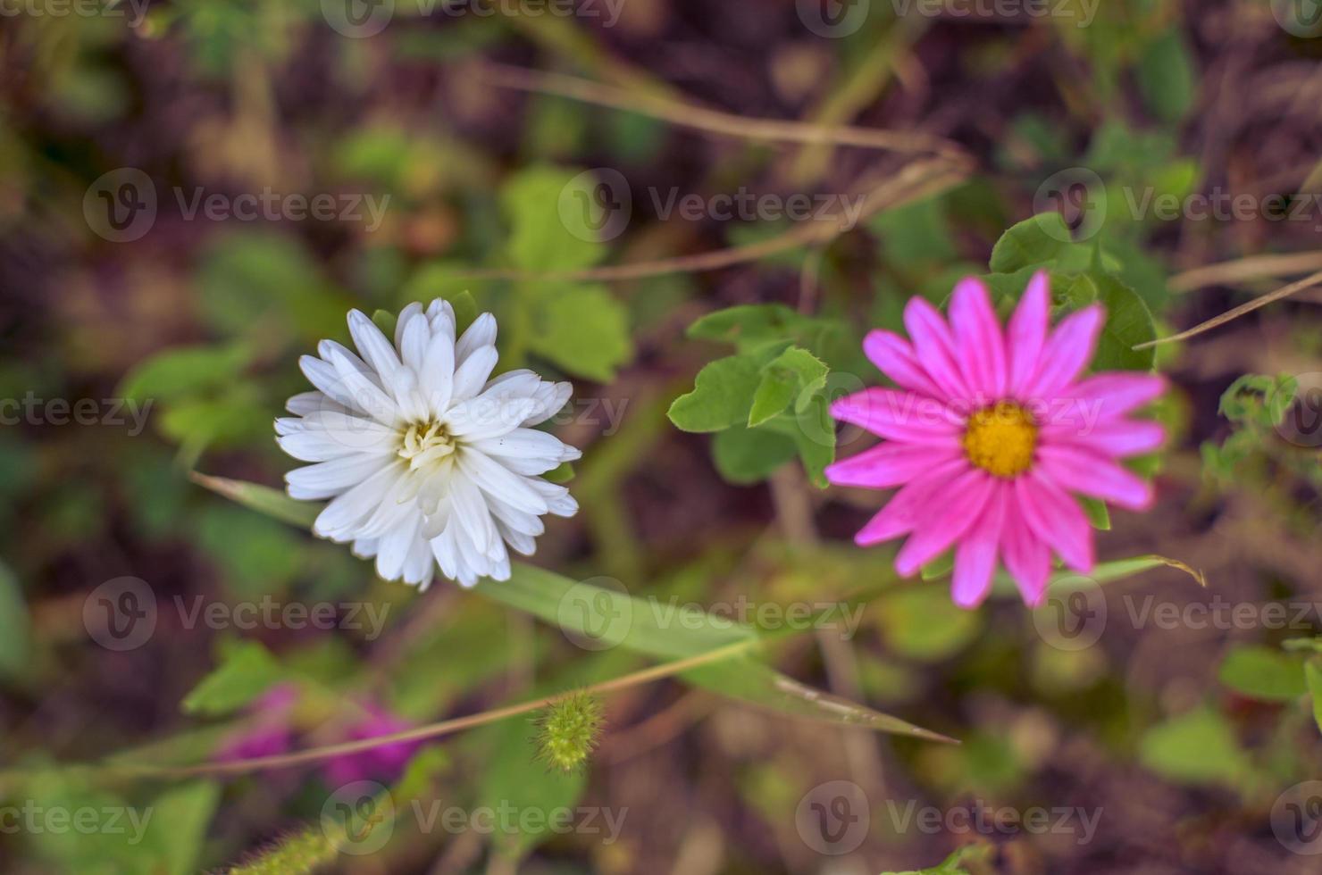 vita och rosa asterblommor vid rabatten foto