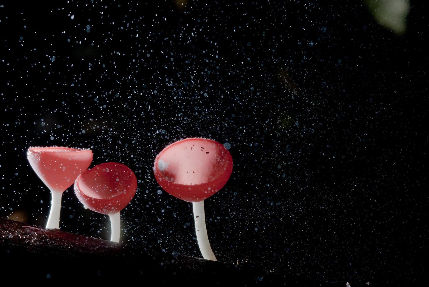 regn vacker rosa champagnesvamp fodrad på timmer foto