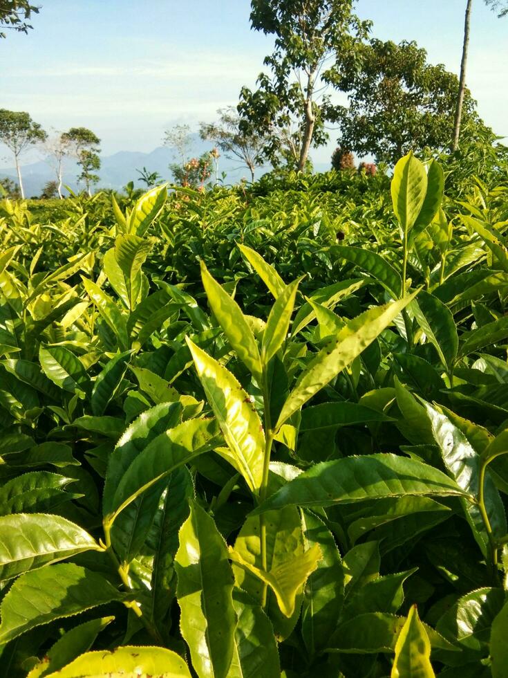 en närbild av te löv i en te plantage. foto