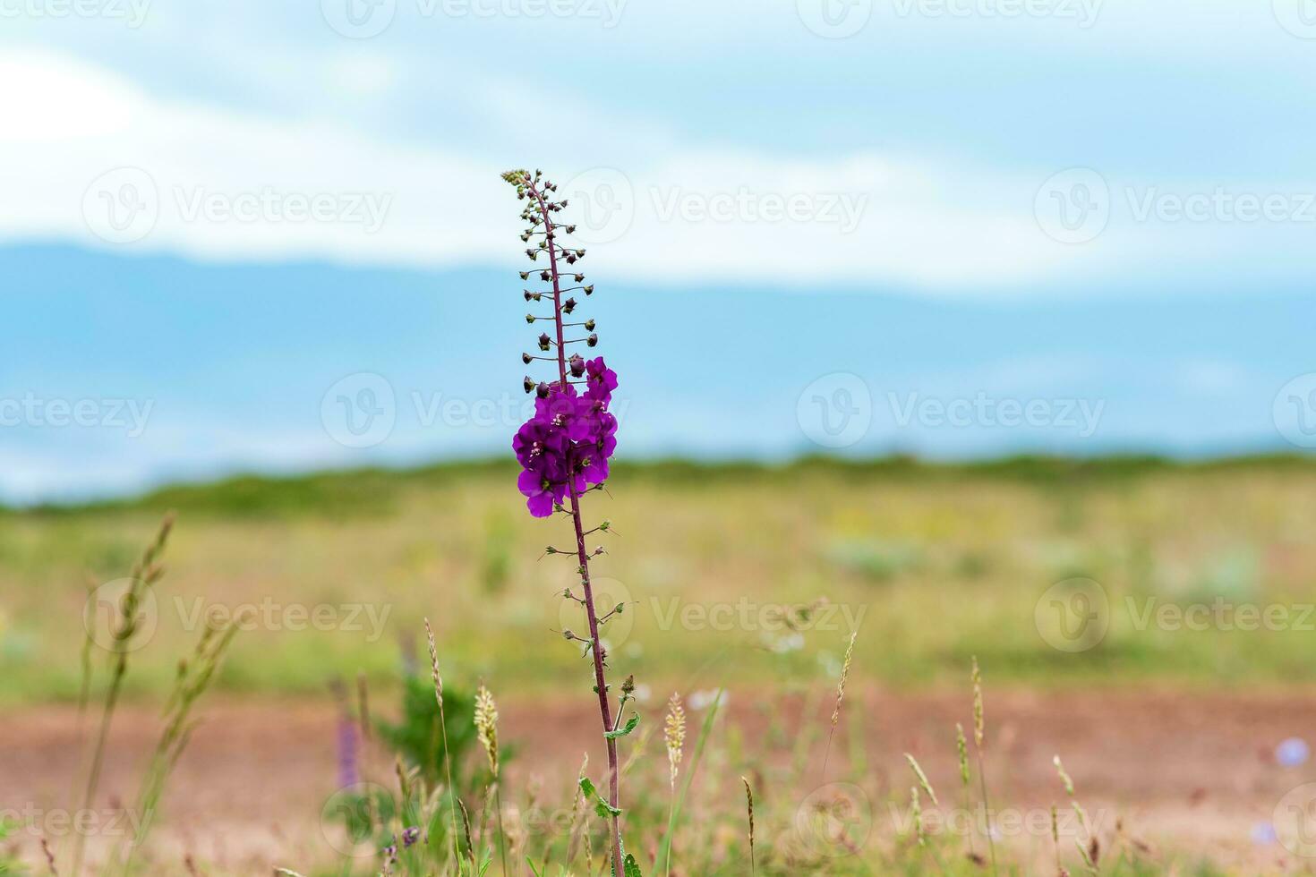 skön lila mullein blomma mot suddig vår landskap foto