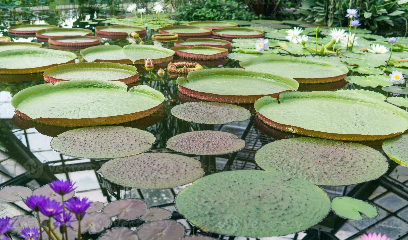 flytande löv av en jätte vatten lilja victoria amazonica foto