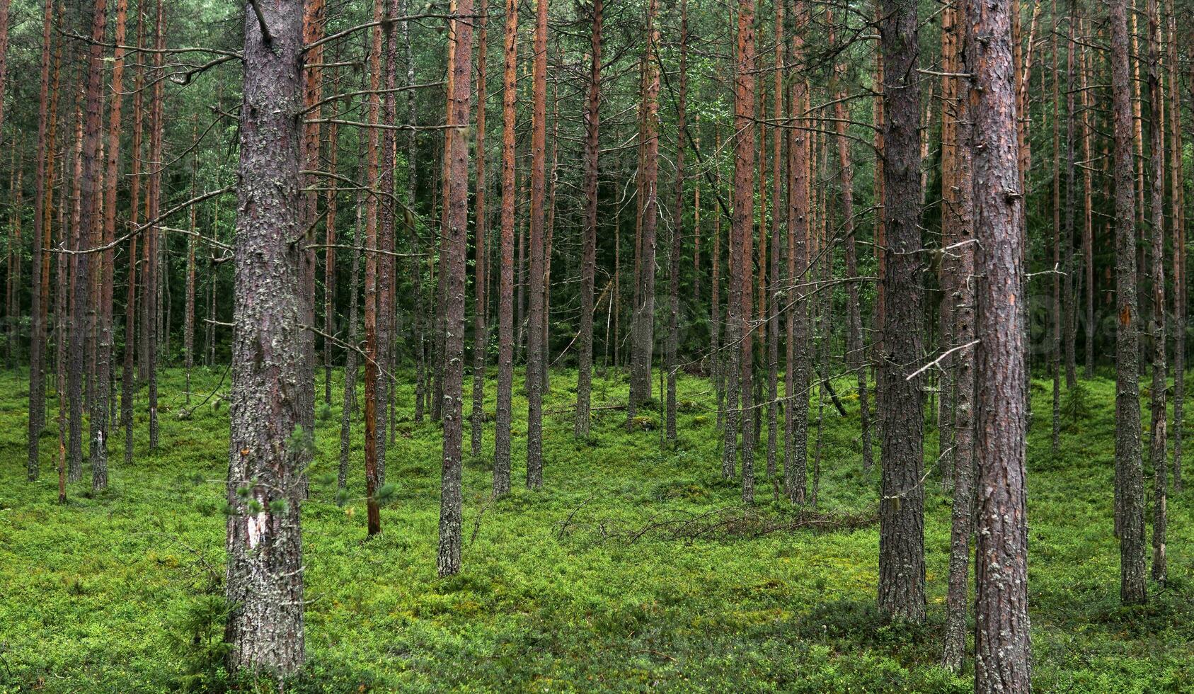 naturlig landskap, tall boreal skog med mossa undervegetation, barr- taiga foto