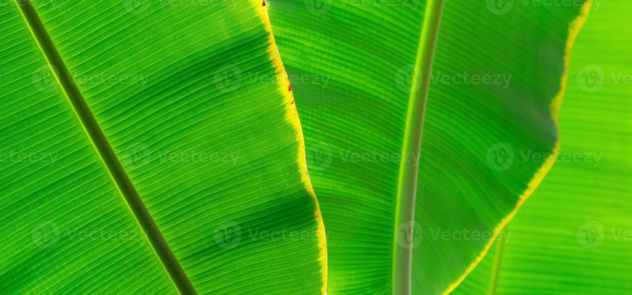 naturlig grön blommig bakgrund - textur av bred löv av tropisk växt foto