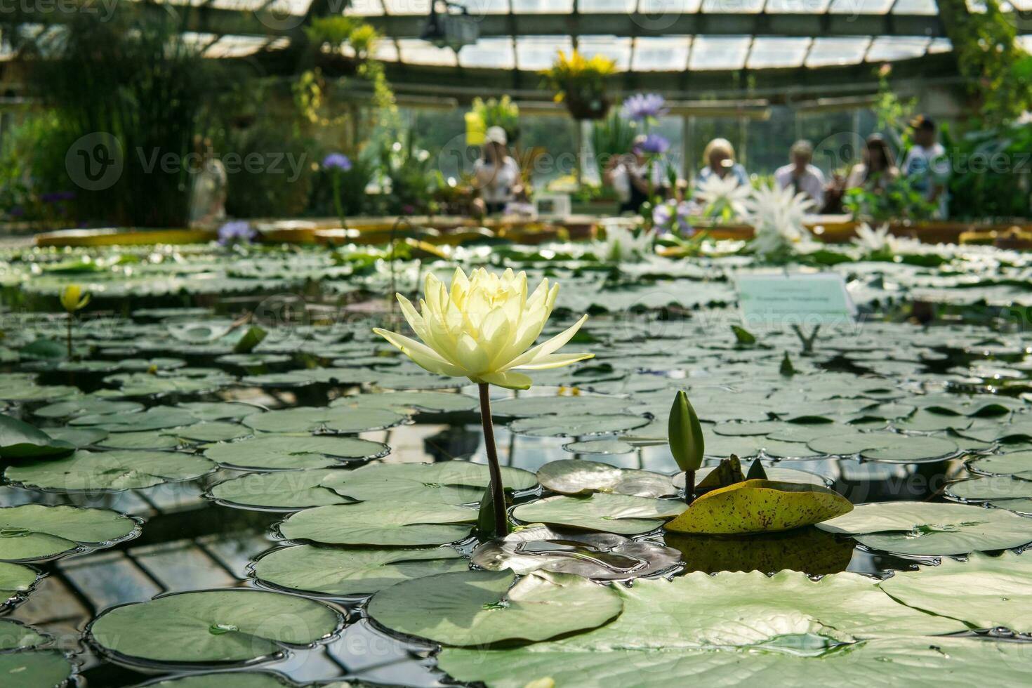 gul vatten lilja blomning under de kupol av de växthus foto