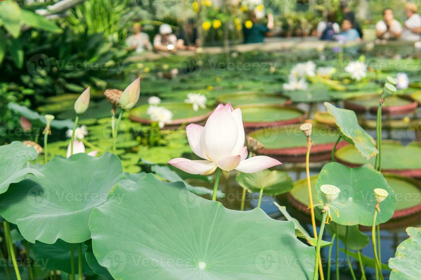 lotus och vatten liljor växande i en stor växthus foto