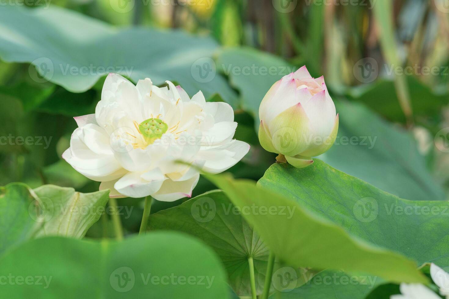 blek rosa blomma och knopp av lotus i en damm i solljus foto