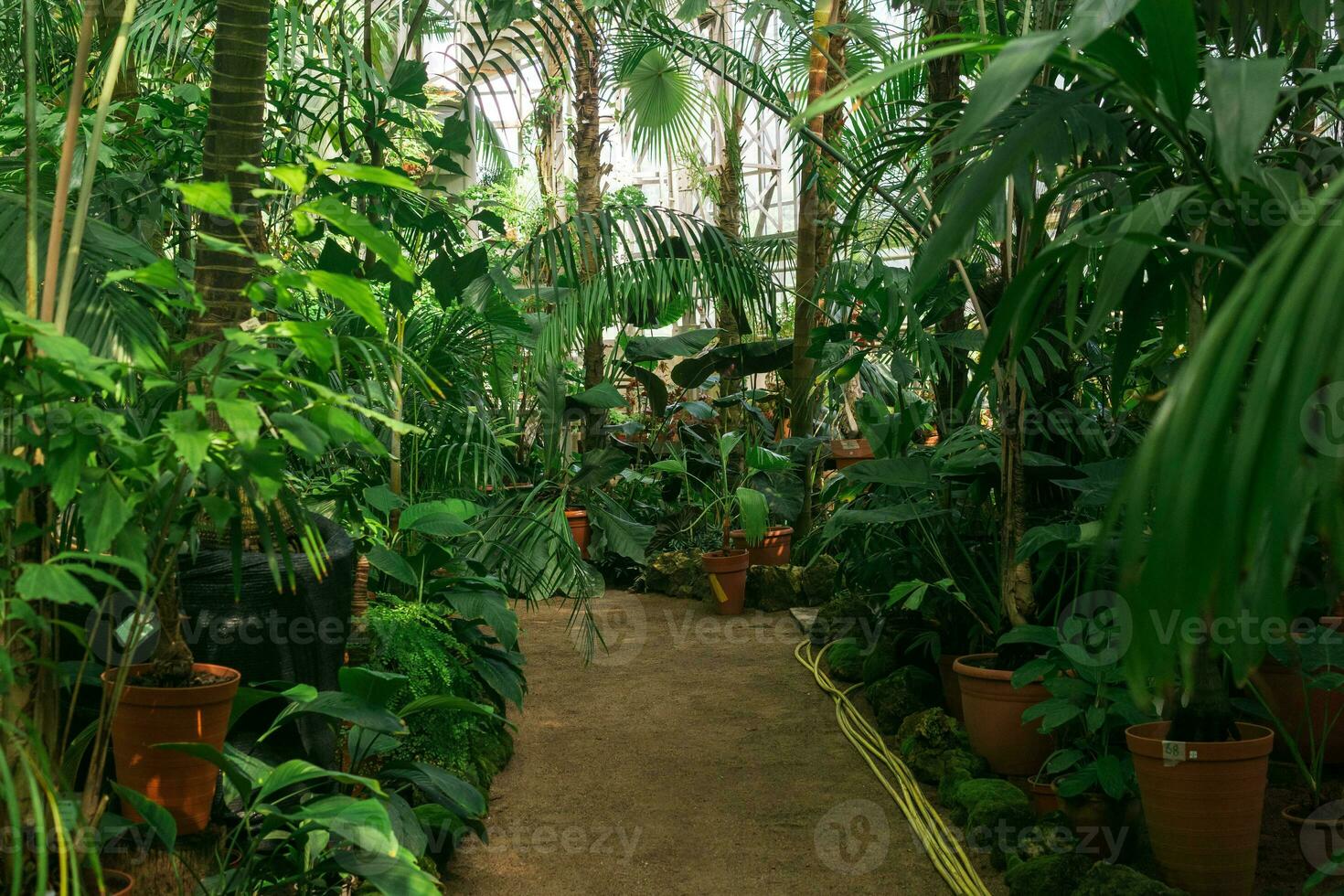 interiör av en stor tropisk växthus med exotisk växter foto