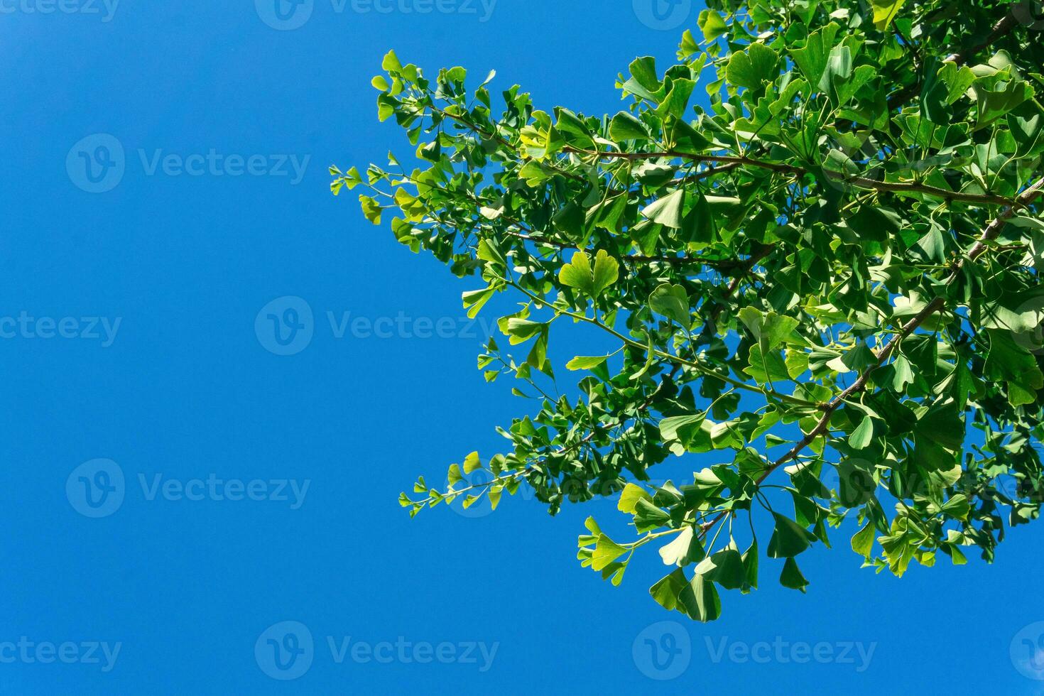 gingko träd grenar med grön löv mot de blå himmel foto