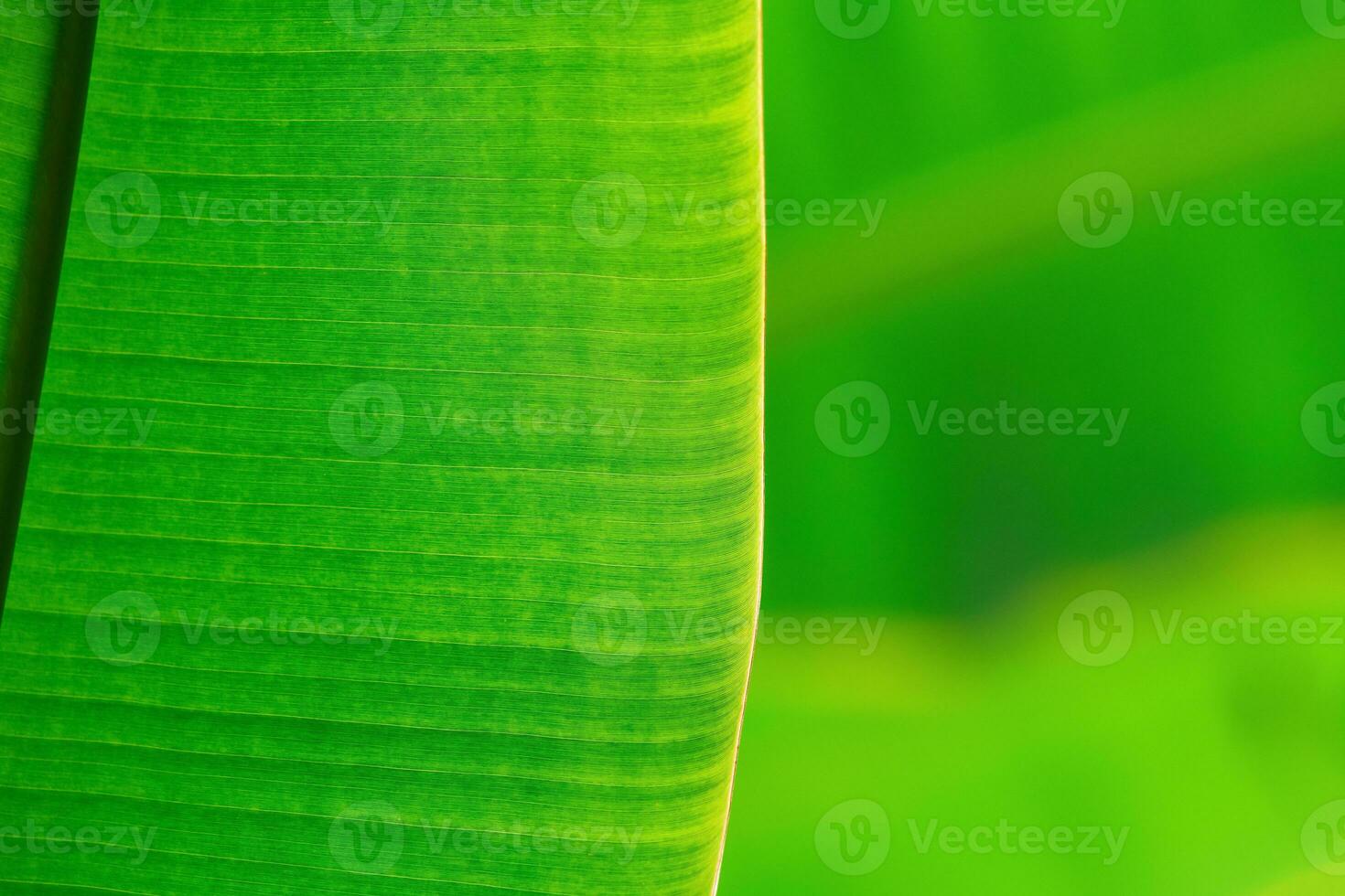 naturlig grön blommig bakgrund - textur av bred löv av tropisk växt foto