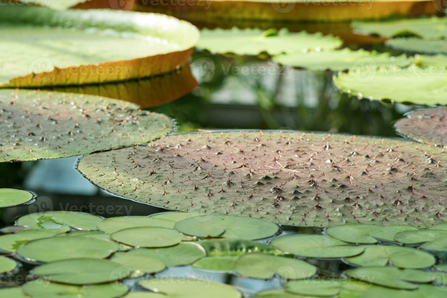 flytande löv av olika vatten liljor i de utläggning av de botanisk trädgård foto