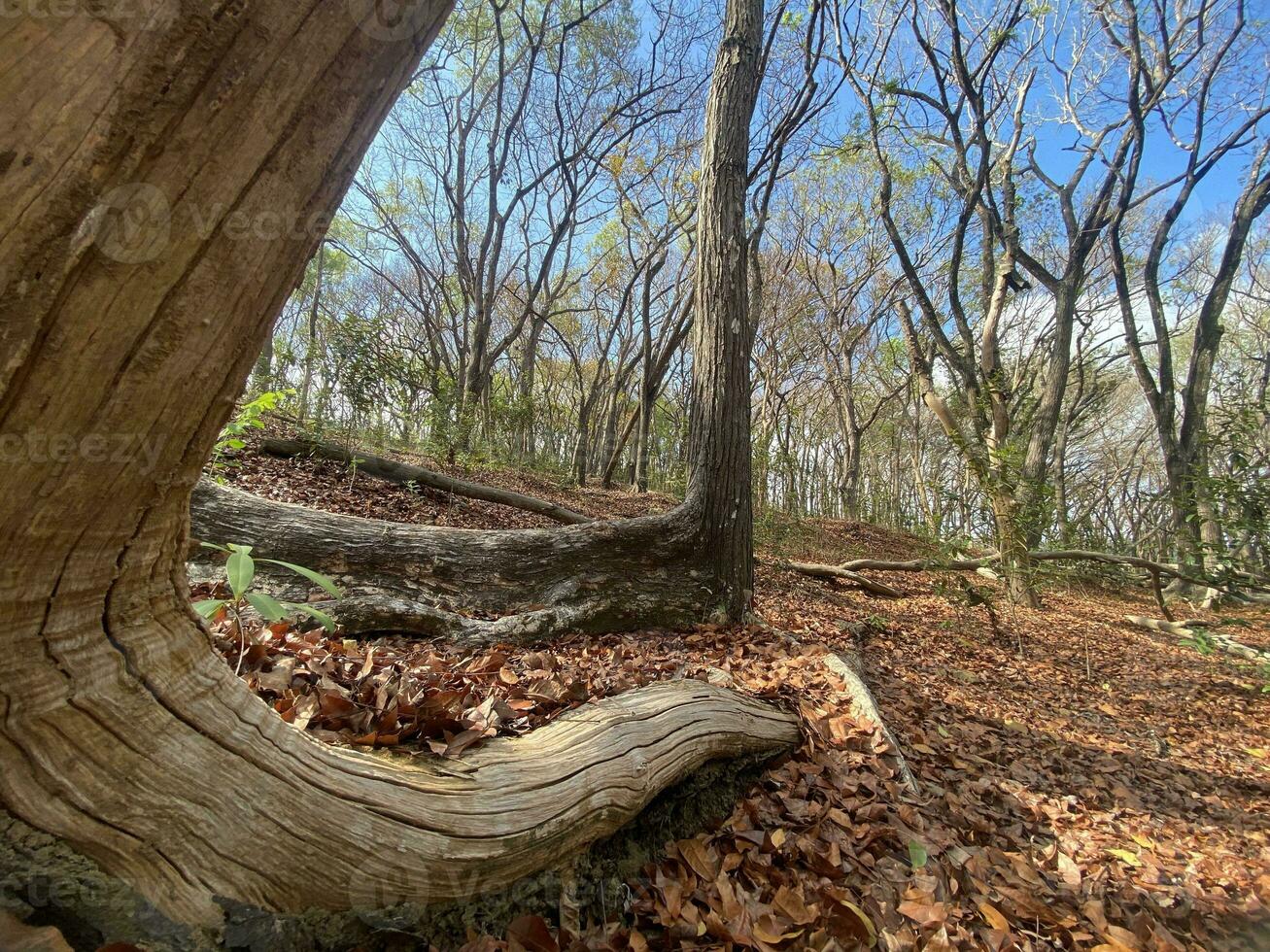 detta är skog mahagoni i jogjakarta. i detta skog många biologiska mångfalden och några gammal kyrkogård i här foto