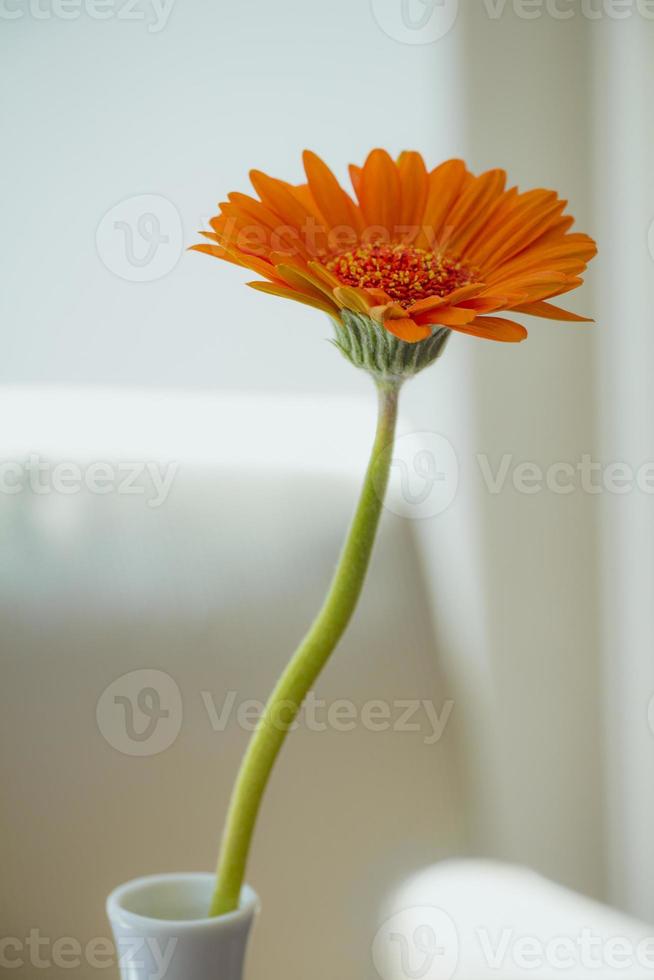 orange gerberablomma i vit vas på vit bakgrund foto