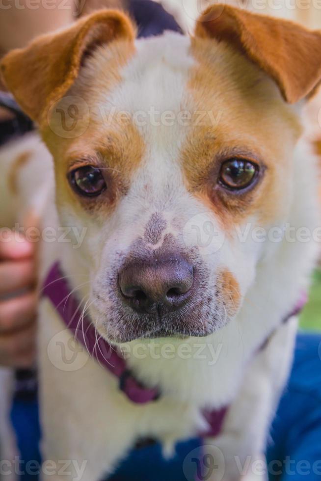 bedårande jack russell terrier hund i parken tittar på kameran foto