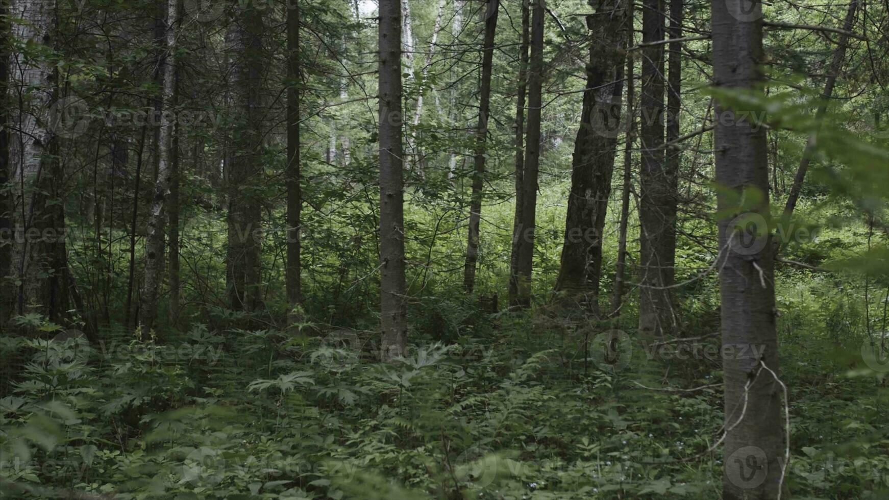 barr- träd silhuetter och grön växter växande i de sommar skog, miljö och ekologi begrepp. stock antal fot. trunkar av tall träd, vegetation och grön buskar. foto