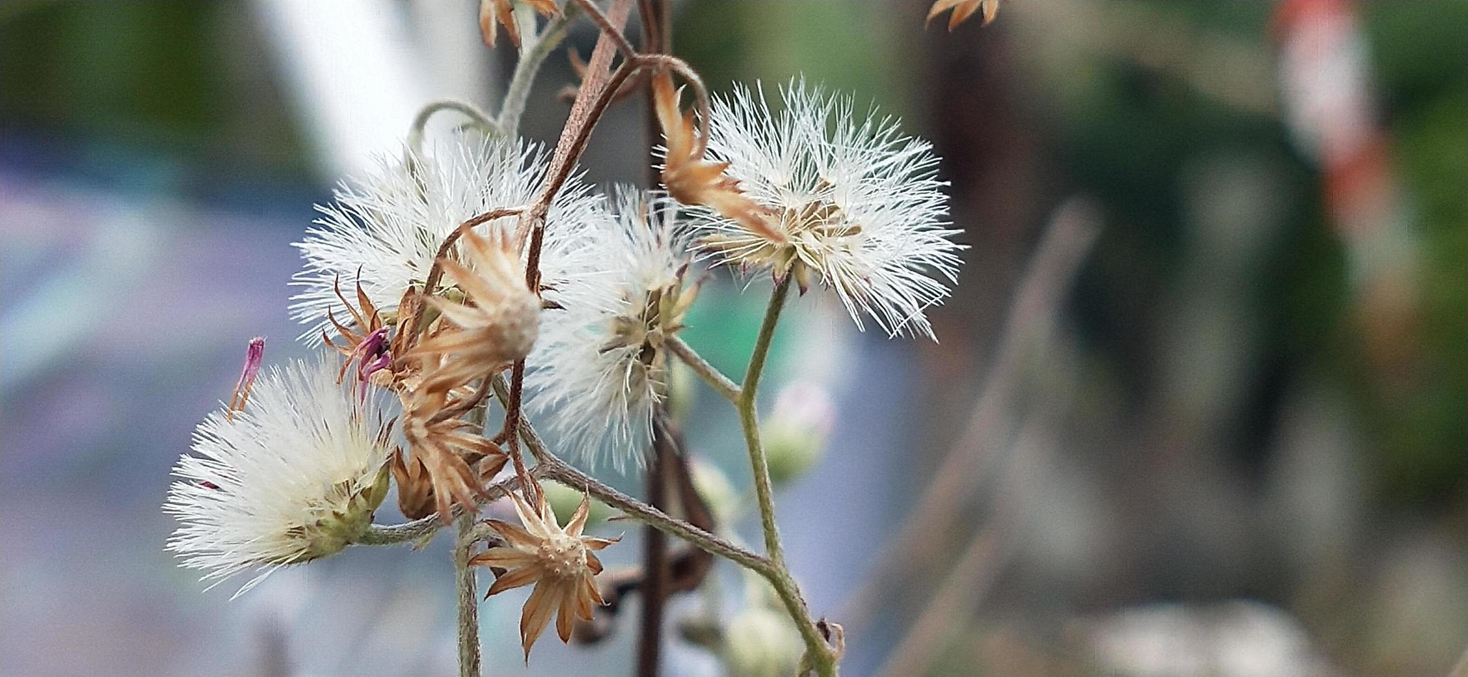 torkad blomma foto