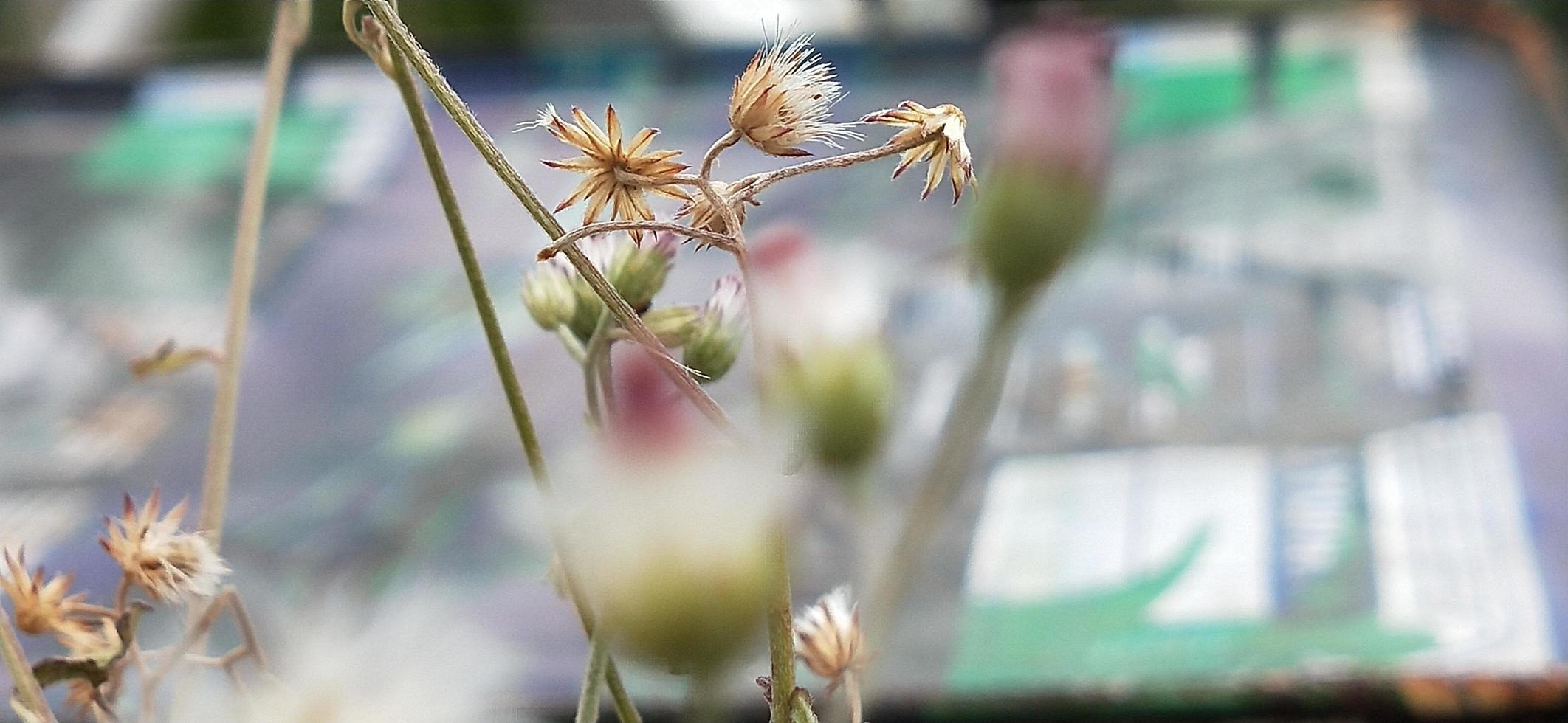 torkad blomma foto