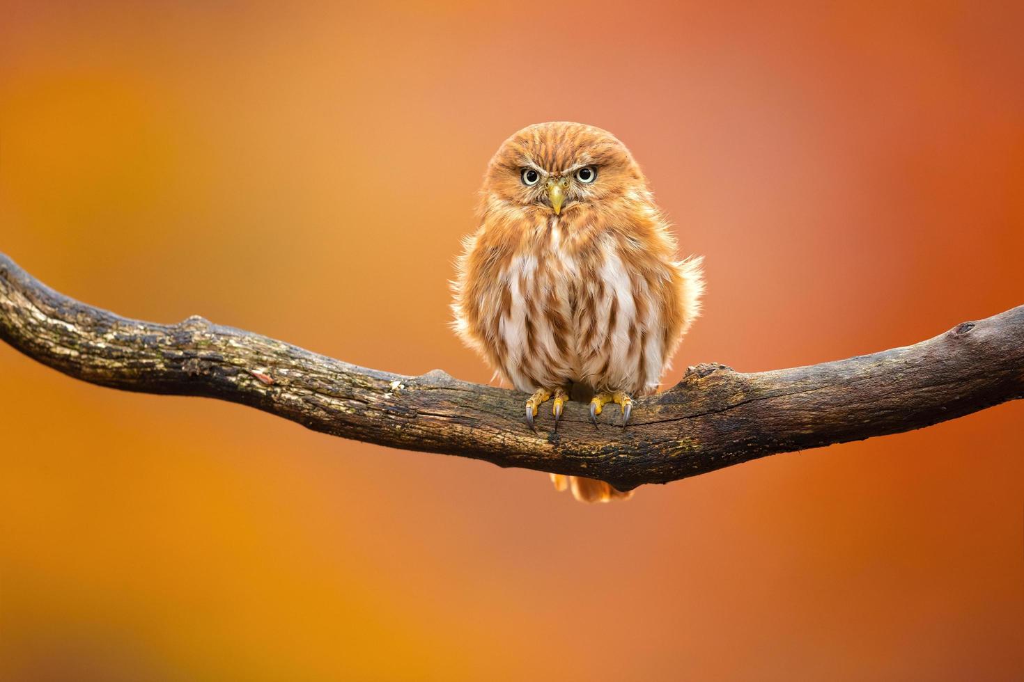 ferruginous pygmy uggla foto