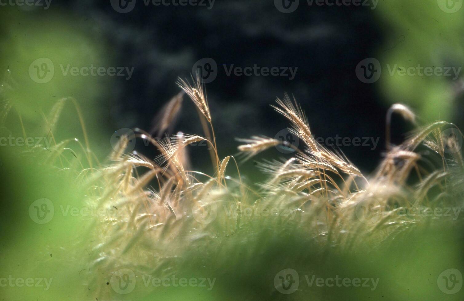 en fält av lång gräs med en suddigt bakgrund foto