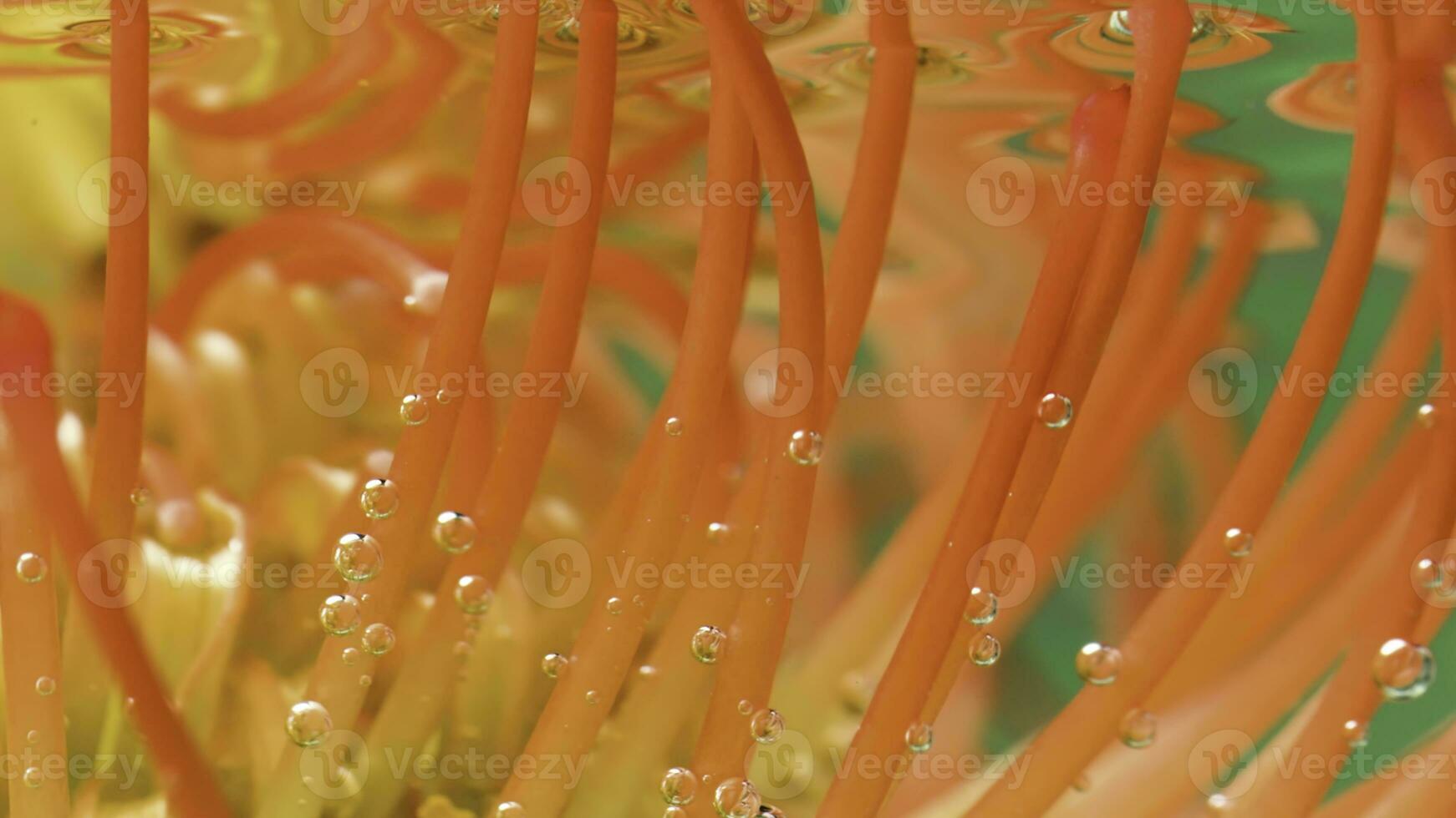 orange blommor i de vatten. stock antal fot. bubblor i de akvarium den där flyta och innesluta de orange blomma kronblad. foto