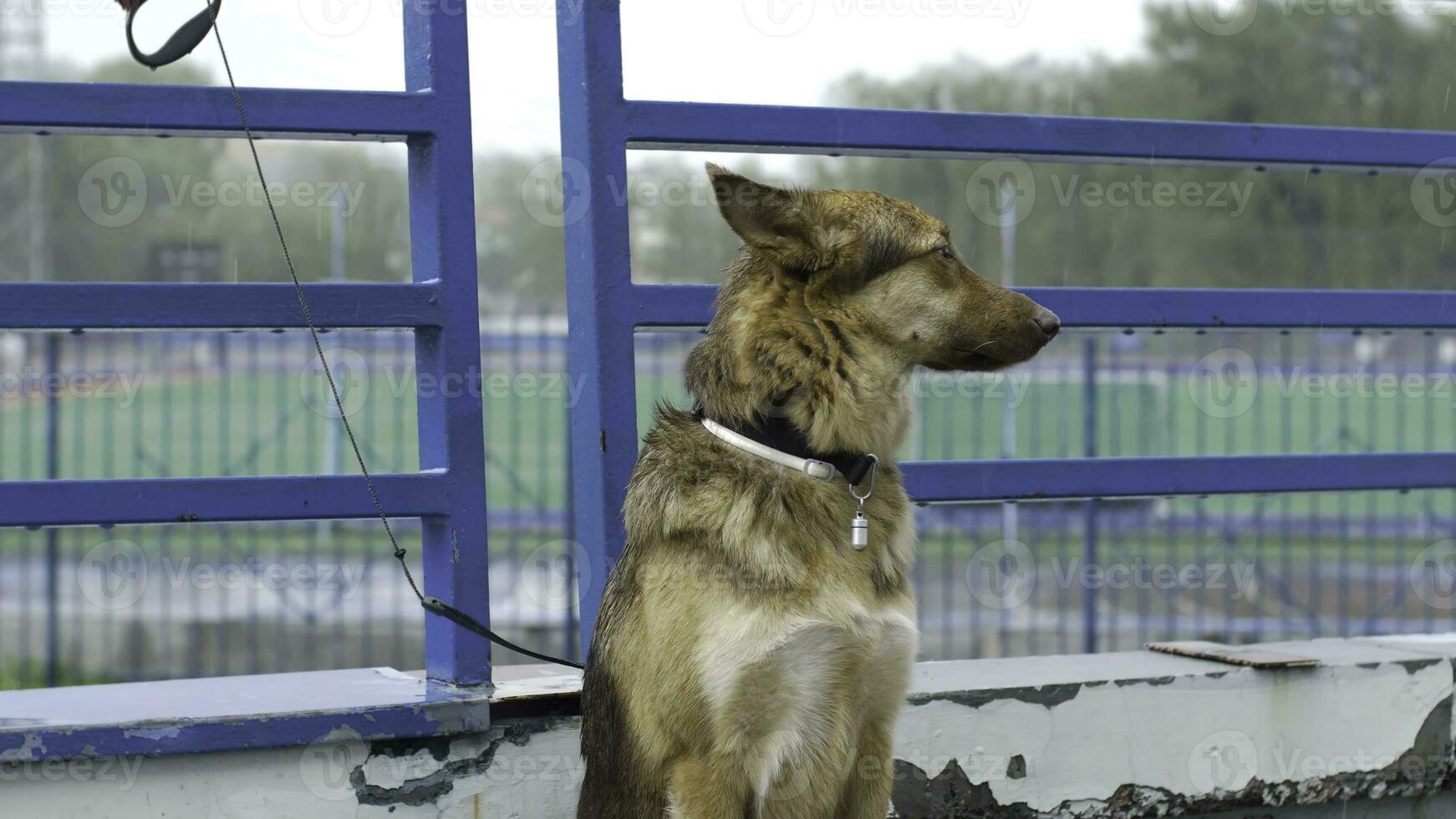 ensam bunden hund väntar för dess bemästra. skön brun hund kedjad utanför i de gård. hund väntar de ägare utomhus foto