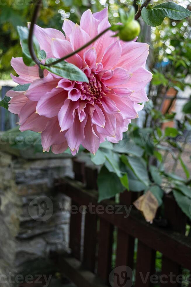 rosa dahlia blomma i de trädgård. selektiv fokus. foto