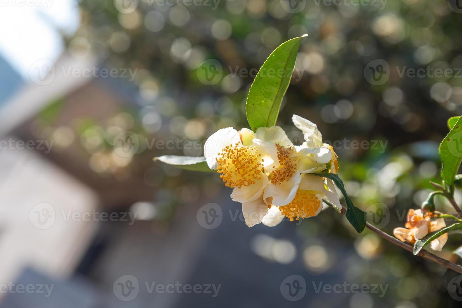 under solen finns teblommor med vita kronblad och gula blomkärnor i den vilda teskogen foto