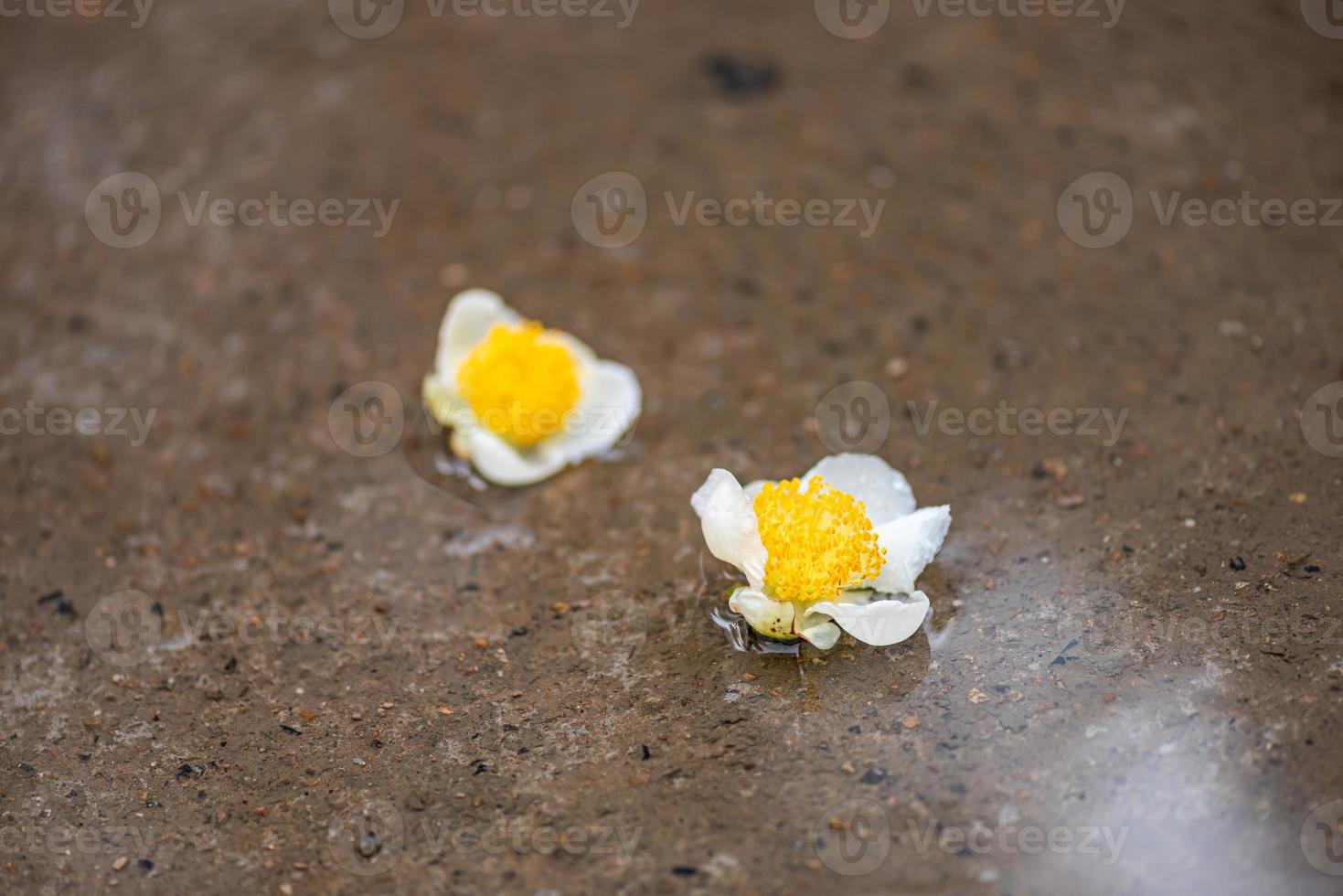 tea tree blommor i regnet, kronblad med regndroppar foto