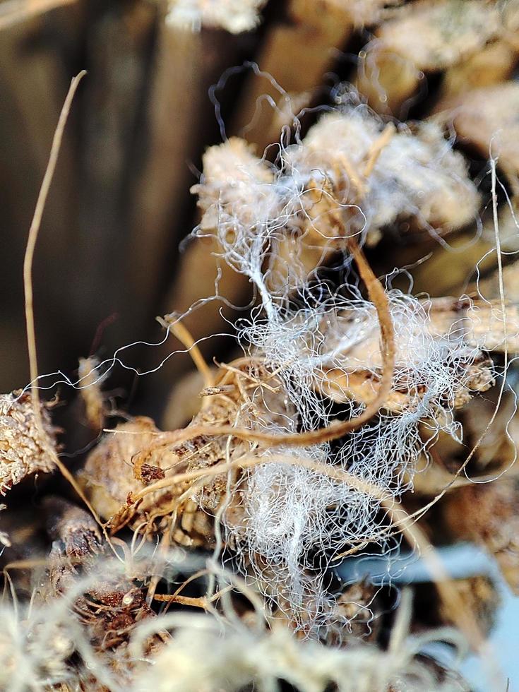 naturliga bilder moskéer foto