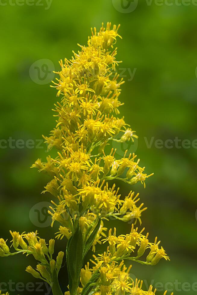 stänga upp av solidago canadensis blomma. foto