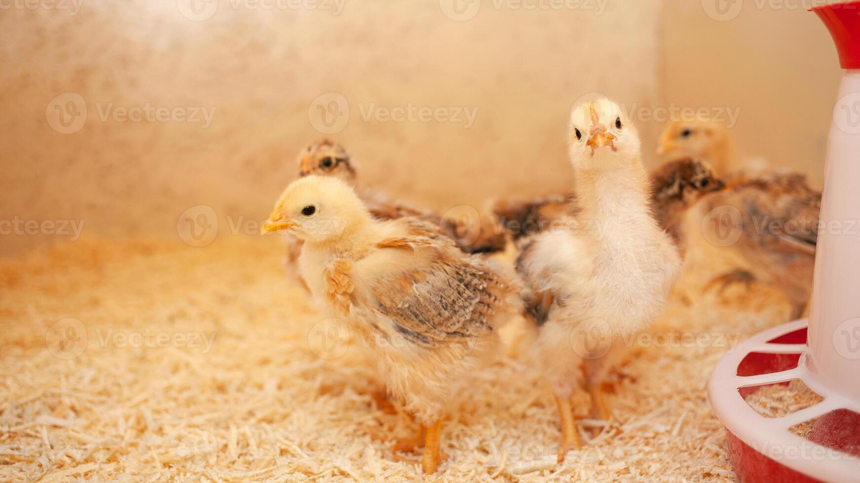 små kycklingar i trä- kyckling coop, kopia Plats, inomhus. skön nyfödd fåglar. flock. foto