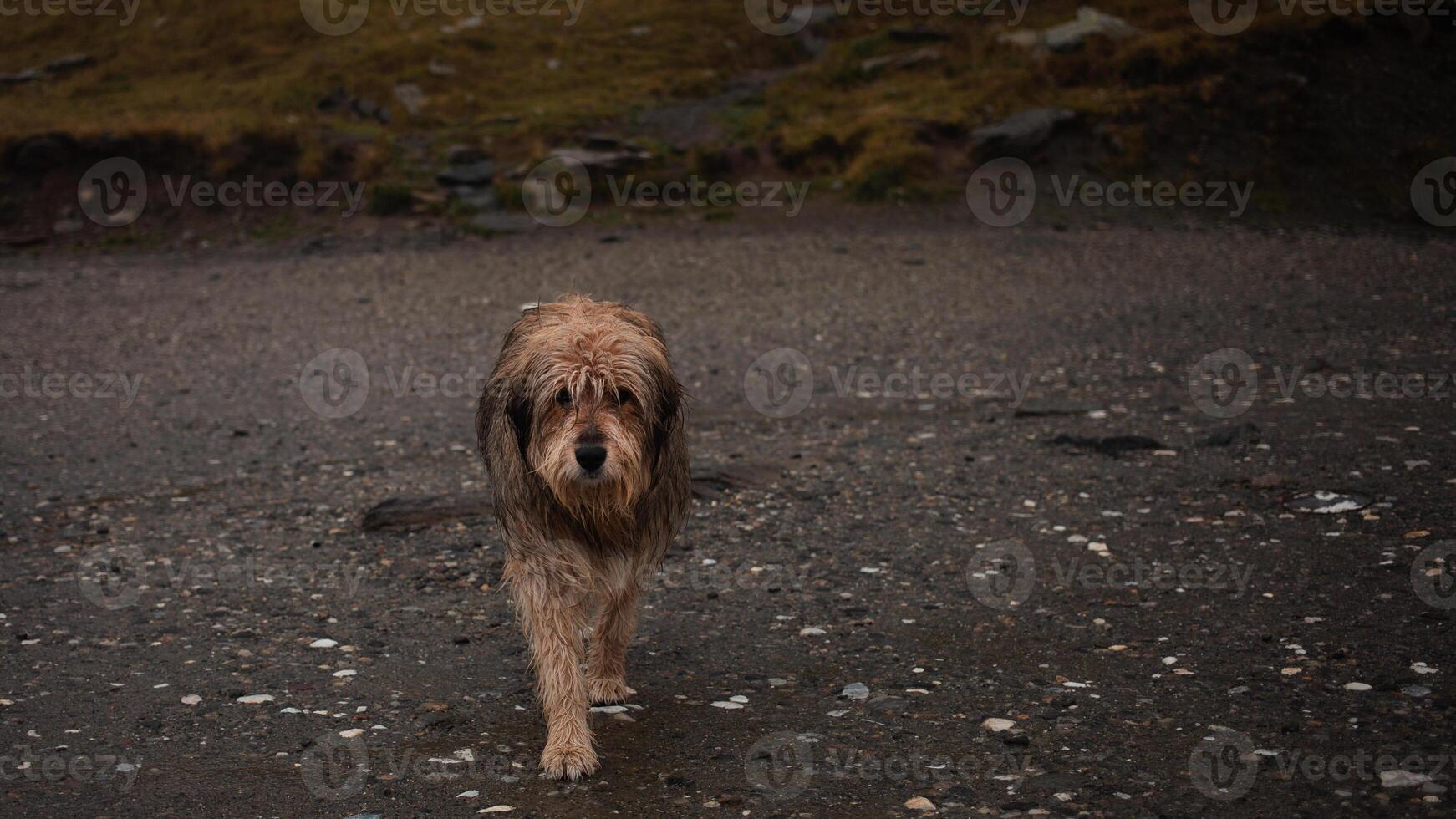 herrelös ensam hund i berg, hungrig, sökande frälsning. tömma Plats för text, begrepp av djur- skydd, do inte överge husdjur foto