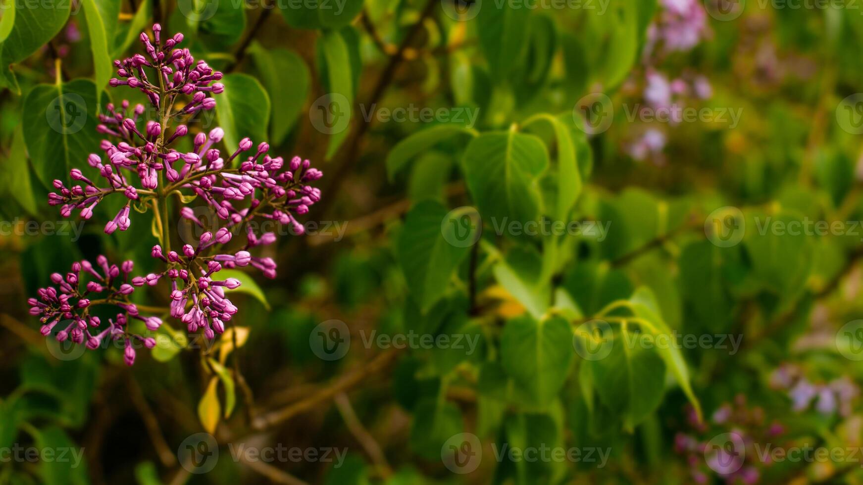 vår blomma bakgrund - abstrakt blommig gräns av grön löv foto