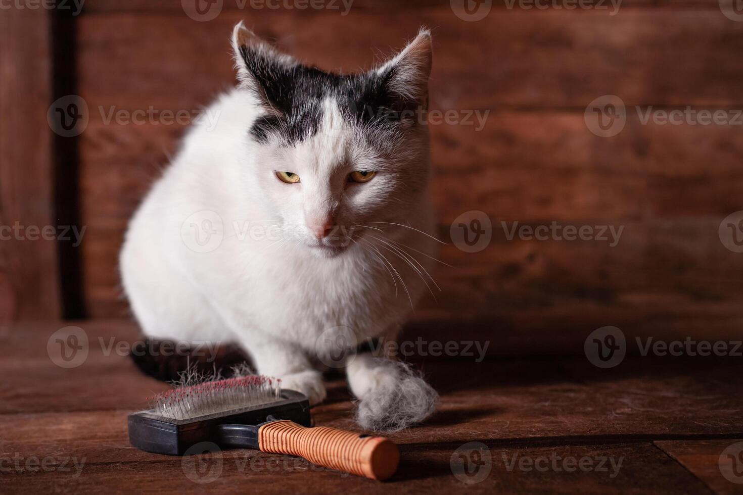 en svart och vit katt lögner på en brun tabell, Allt täckt i ull. foto